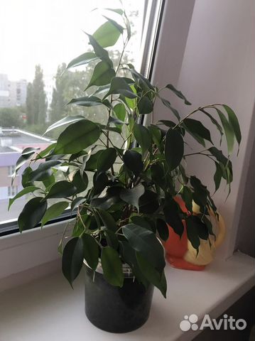 Фикус бенджамина