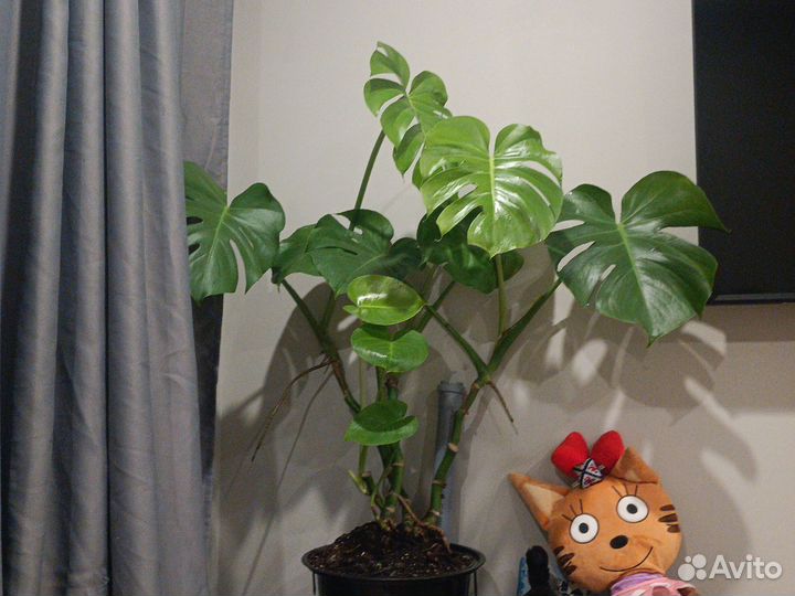 Монстера черенок
