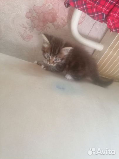 Котята норвежская лесная