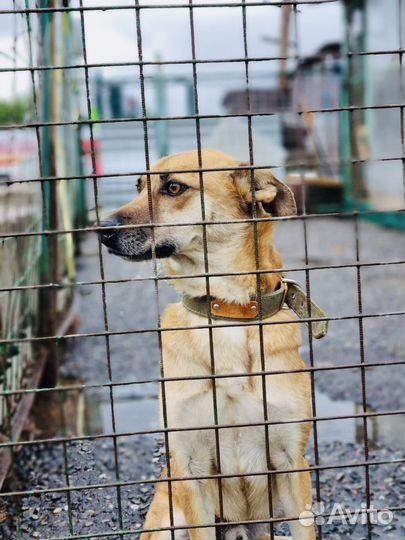 Собака грустит в приюте