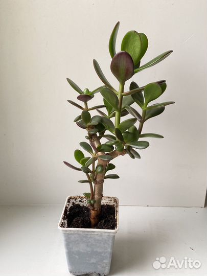 Денежное дерево толстянка крассула