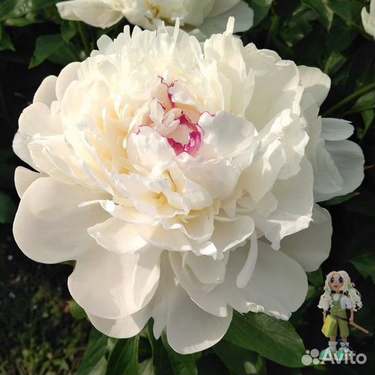 Пионы Цветы для сада