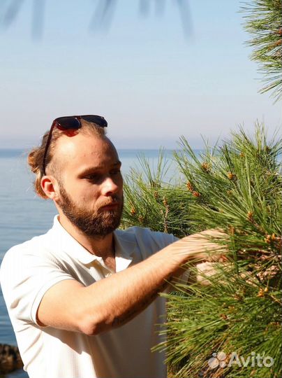 Сосновая пыльца сосны Крымской