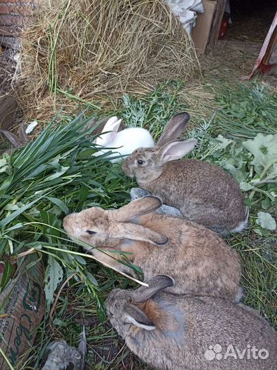 Кролики породы великан
