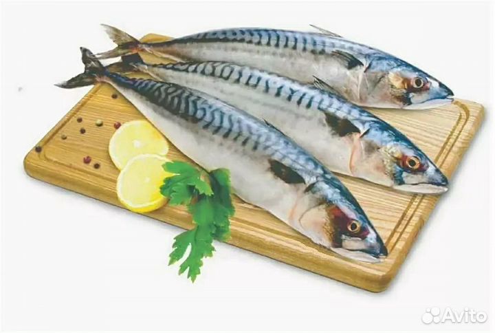 Скумбрия