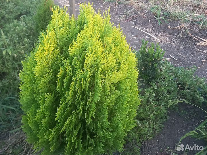 Туя аурея нана