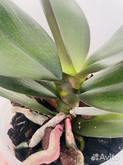Орхидея Phal. Sogo Lawrence