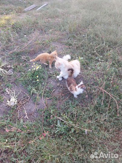 Котята мейн-кун