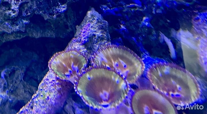 Кораллы для аквариума