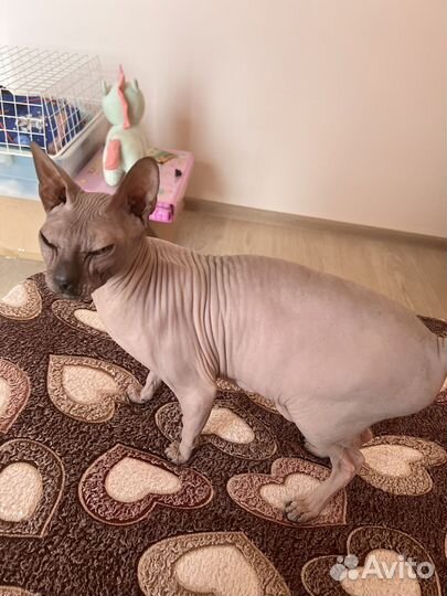 Ищем жениха для вязки