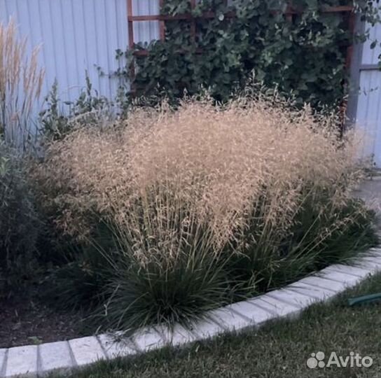 Декоративные злаки