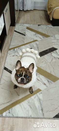 Одежда для собак