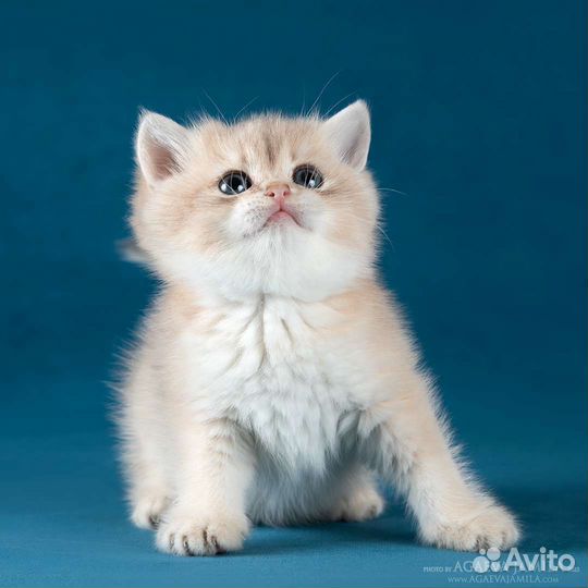 Котята британские голубое золото