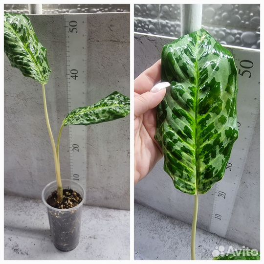 Замиокулькас, аглаонема, монстера