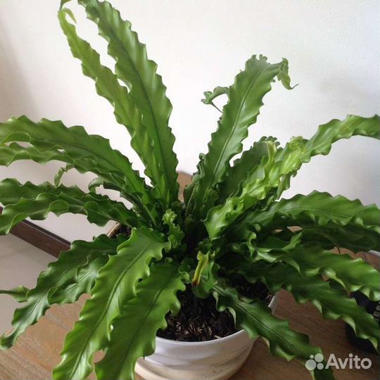 Папоротник Осака, Аспарагус Шпренгера, Мейера