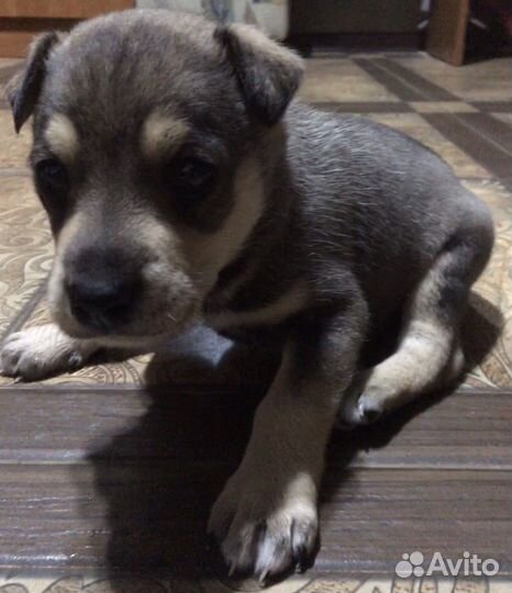 В Добрые Руки малышка