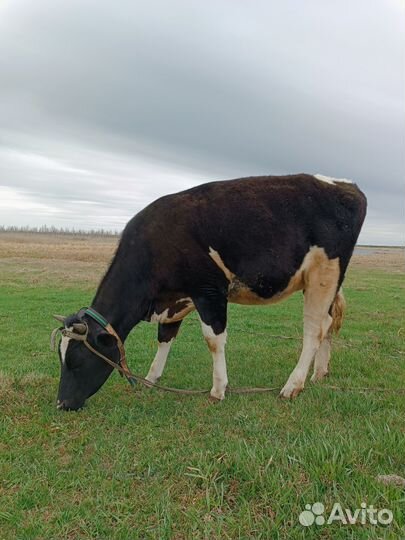 Стельная Телочка 1 год 2 месяца