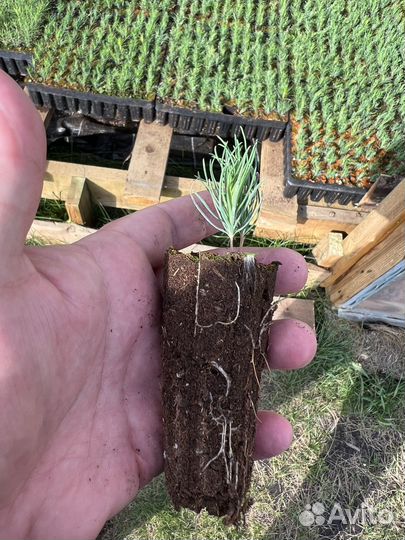 Горная сосна Мугус зкс сеянцы на доращивание