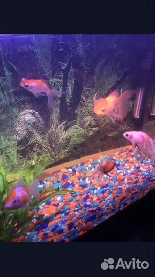 Аквариум