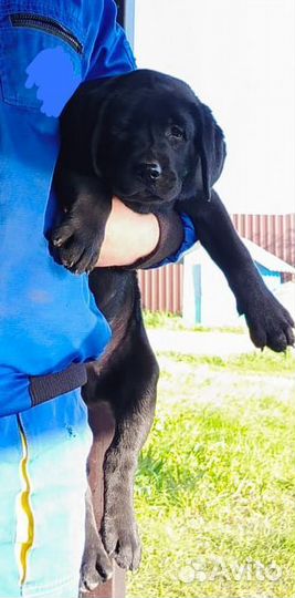 Щенок лабрадора черные мальчик