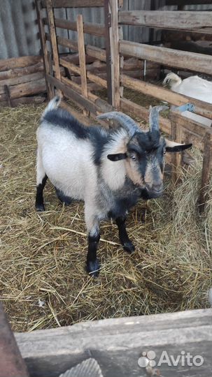 Козел на племя или мясо