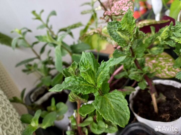 Мята яблочная, курчавая, чабрец, мята шоколадная