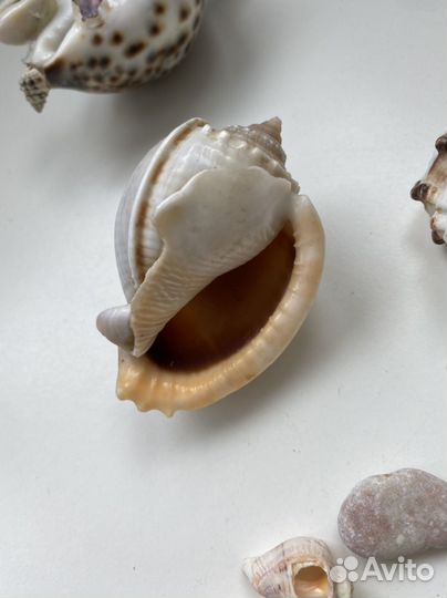 Морские ракушки пакетом