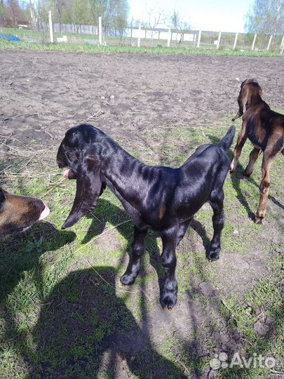 Нубийские козлята и козочки