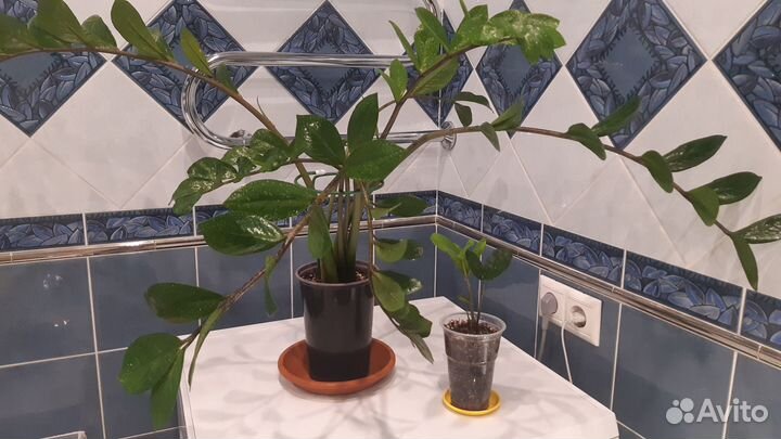 Замиокулькас (долларовое дерево)