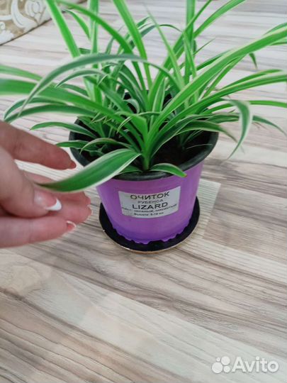 Хлорофитум