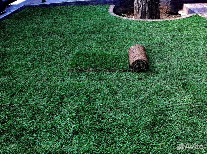 Газон от производителя в наличии
