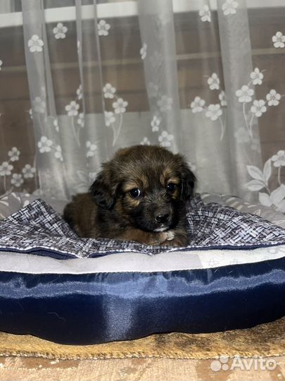 Отдам щенков в добрые руки бесплатно