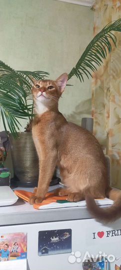 Приглашаем невесту на вязку)