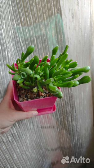 Крассула коралл