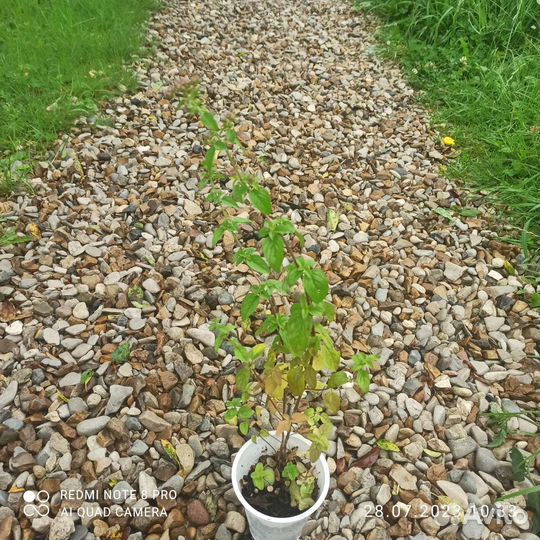 Пряные травы