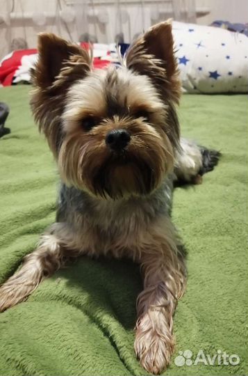 Передержка животных на время отпуска