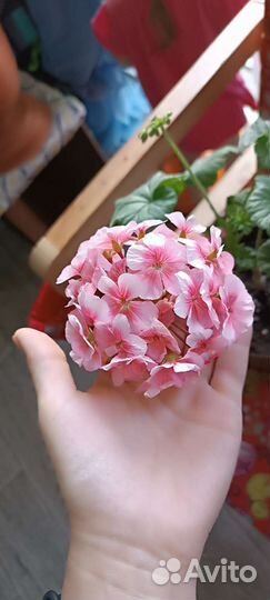 Пеларгонии