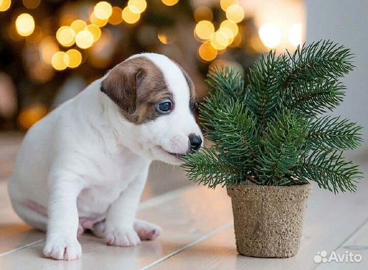 Джек Рассел Щенки. Вет.врач заводчик. Клубные
