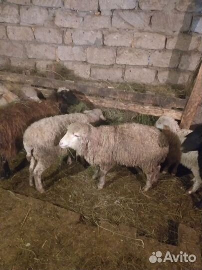 Овцы бараны ягнята