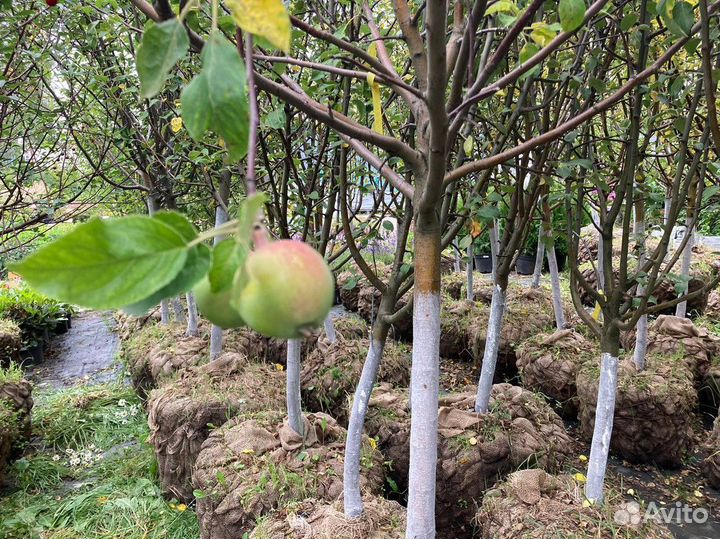 Саженцы плодовых растений, гарантия