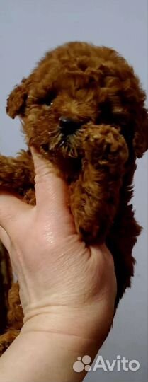 Той пудель. Девочки и мальчишки