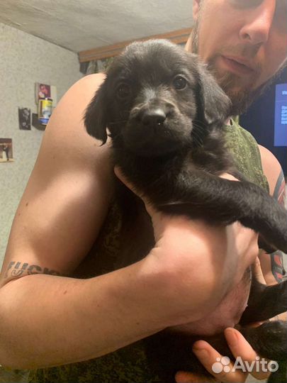 Щенки лабрадора