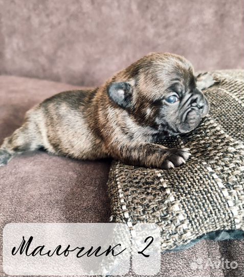 Щенки французского бульдога