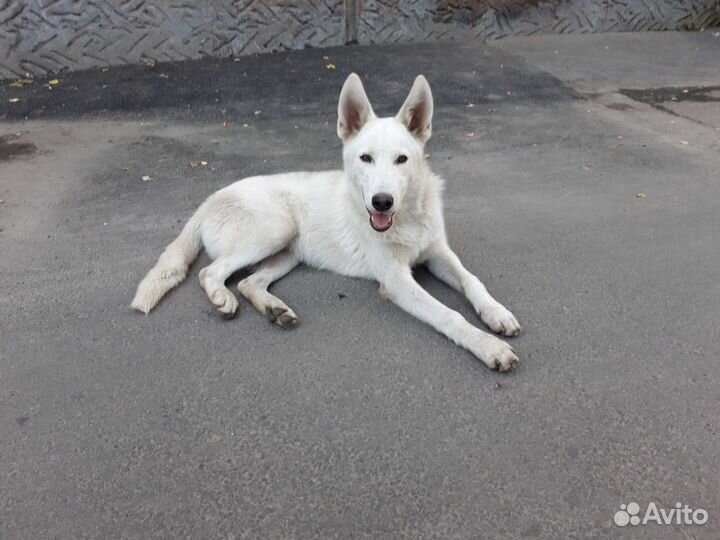 Собака в добрые руки отдам бесплатно