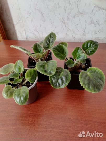 Цветы фиалки