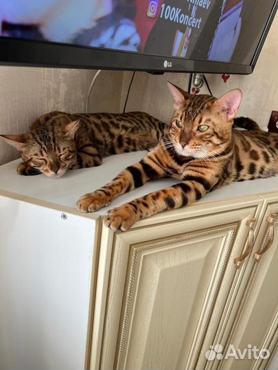 Бенгальский кот