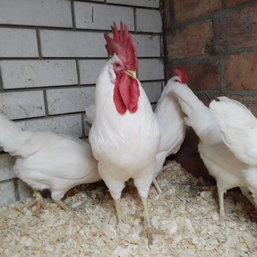 Инкубационное яйцо кур породы Русская белая