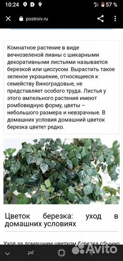 Растение - берёзка или циссус