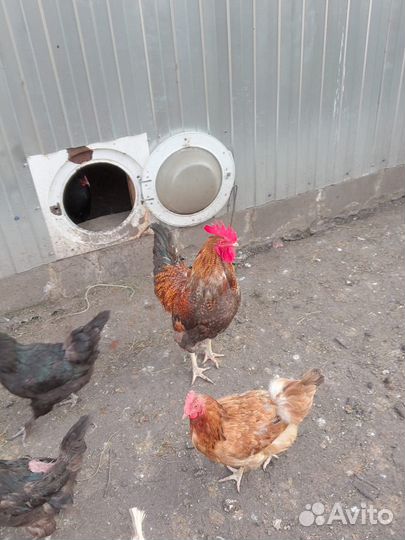 Петух доминанты