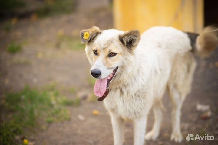 Собака в добрые руки